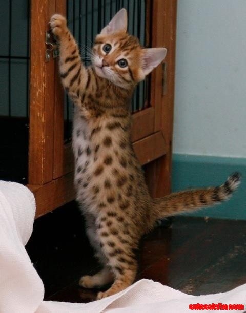 One of the Cutest Kittens Ive Ever Seen