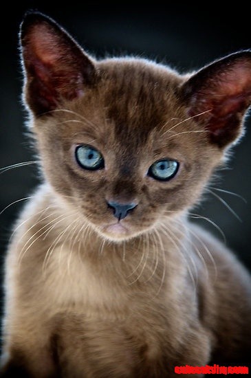 Opal-eyed Adorable Kitten