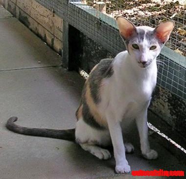Oriental Bicolour Cat