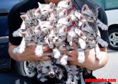 Pack of Cats