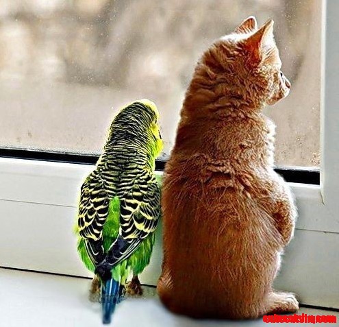 Parakeet and Cat Riends
