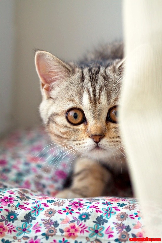 Peek!  I See You