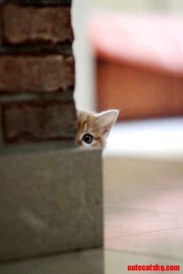 Peek-a-boo!