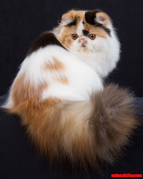 Persian Cat Tail
