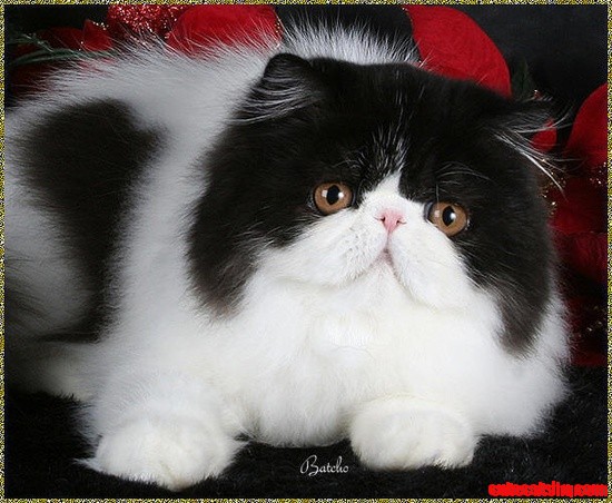 Persian Cat