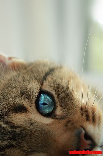 Piercing Cat Eye