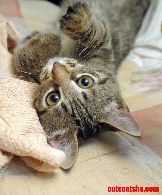 Playful Kitten