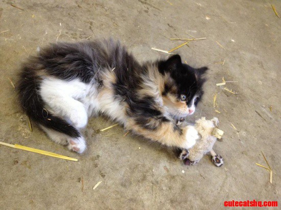 Playing Cat