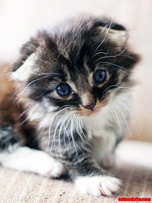 Please Give Me a Cuddle !!