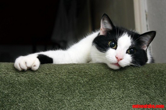 Polydactyl Cat