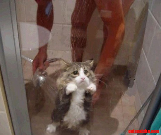 Poor Kitty! Can You Cry Underwater?
