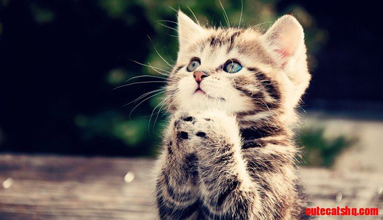 Praying Kitty