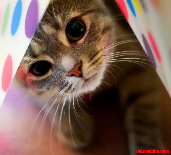 Pretty Kitty!