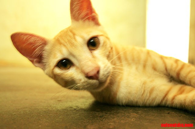 Pretty Cat