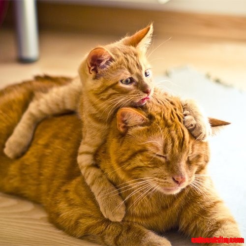 Pumpkin Kitty Cats