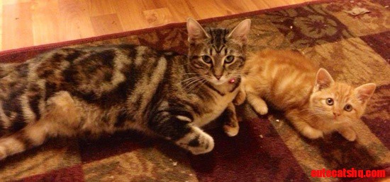 Pumpkin and Audi
