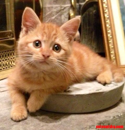 Pumpkin Kitty Cat