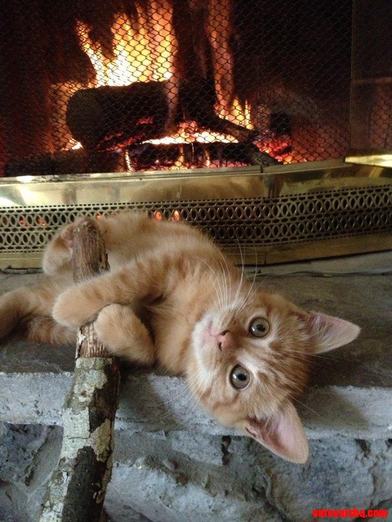Pumpkin Kitty