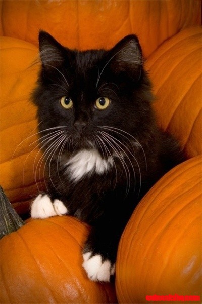 Pumpkin Kitty