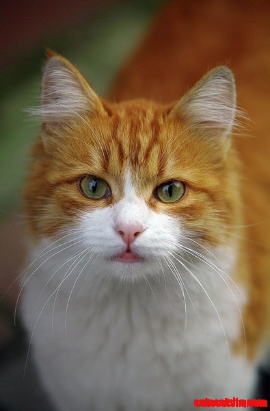 Pumpkin &#038; Whipped Cream Colored Cat