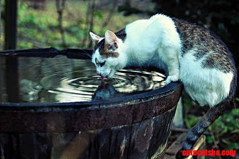 Pure Spting Water