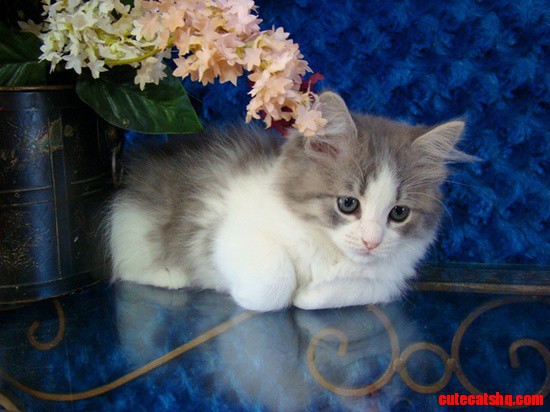 Ragamuffin Kitten