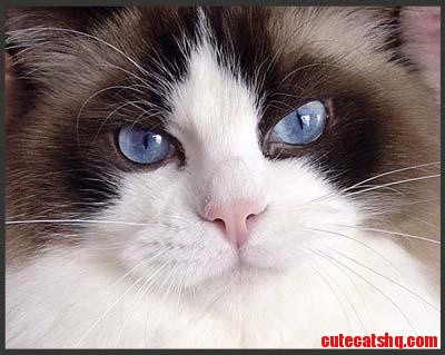 Ragdoll Cat...very Pretty. I Have Always Wanted a Ragdoll Cat