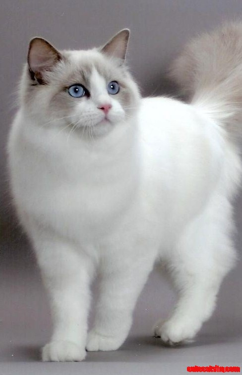 Ragdoll Cat