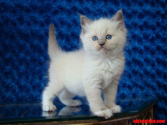 Ragdoll Kitten