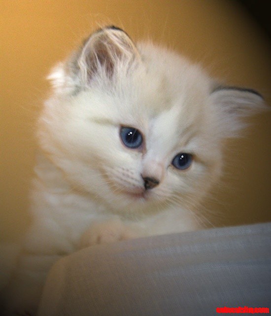 Ragdoll Kitten