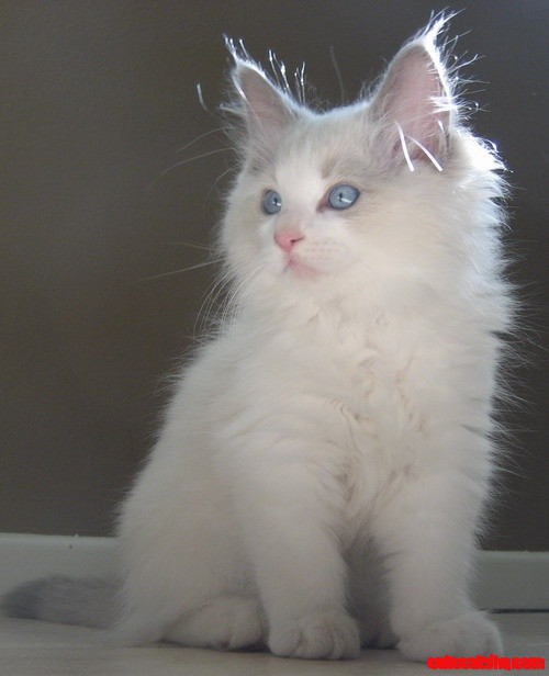 Ragdoll Kittens Are the Cutest