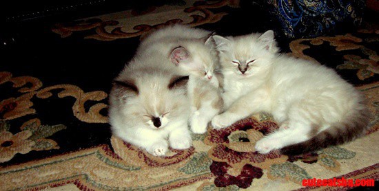 Ragdoll Kittens from Sugar Bear
