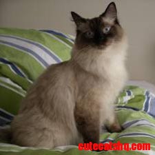 Ragdoll