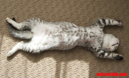 A cat sleeping fully stretched out and relaxed