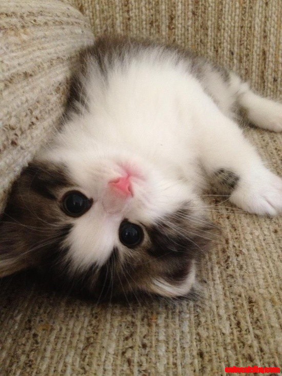 Ridiculously Photogenic Adorable Kitty