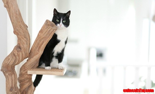 Royal Woods Cat Tree, Would Love Something Like This for My Kitties!