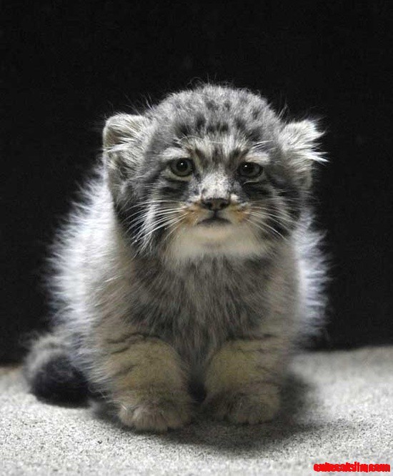 Russian Wild Cat