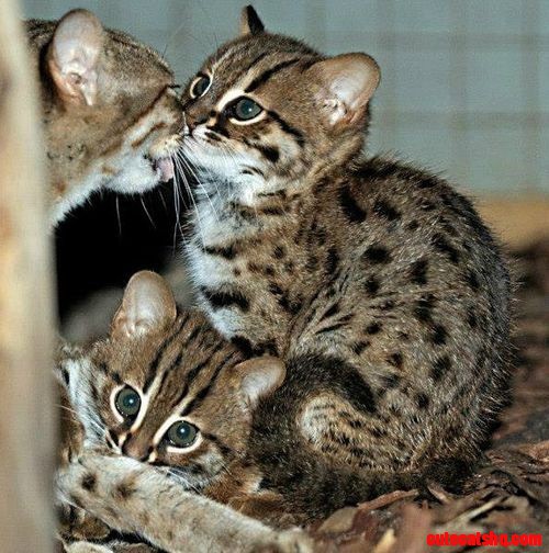 Rusty Spotted Kittens at Berlin Zoo
