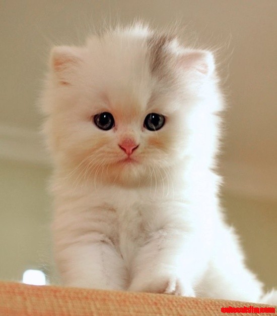 So Adorable Kitten!