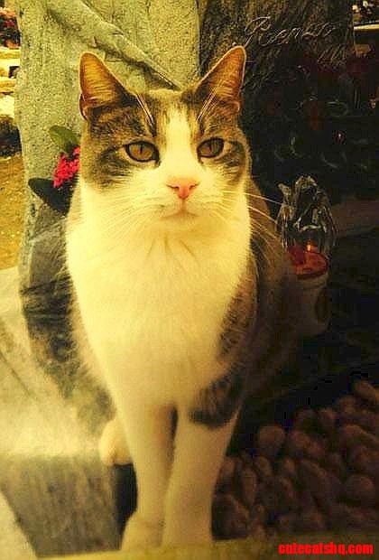 Sad Cat