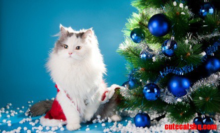 Safe, Fun  Healthy Holidays for Cats