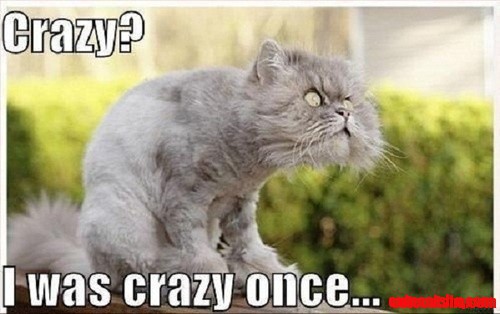 Schizoid Cat