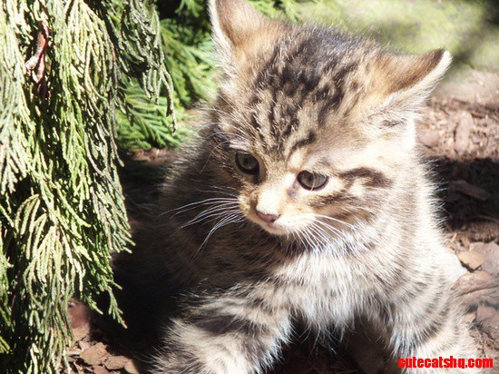 Scottish Wildcat Kitten