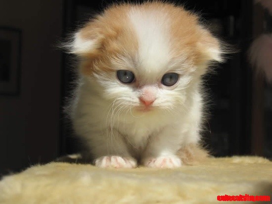 Scottish Fold Kitten