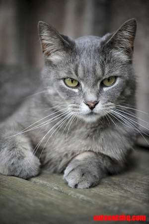 Serious Kitty