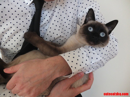 Sesame Cat