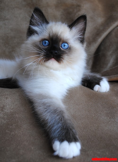 Siamese Kitten -Piercing Blue Eyes