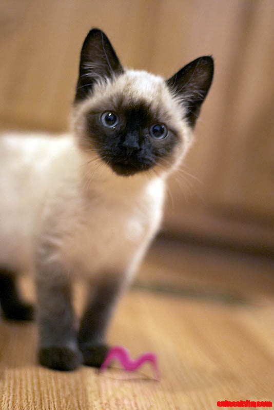Siamese Cat Smile!