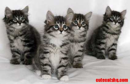 Siberian Kittens