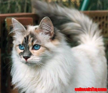 Siberian Cat Pretty, Pretty!